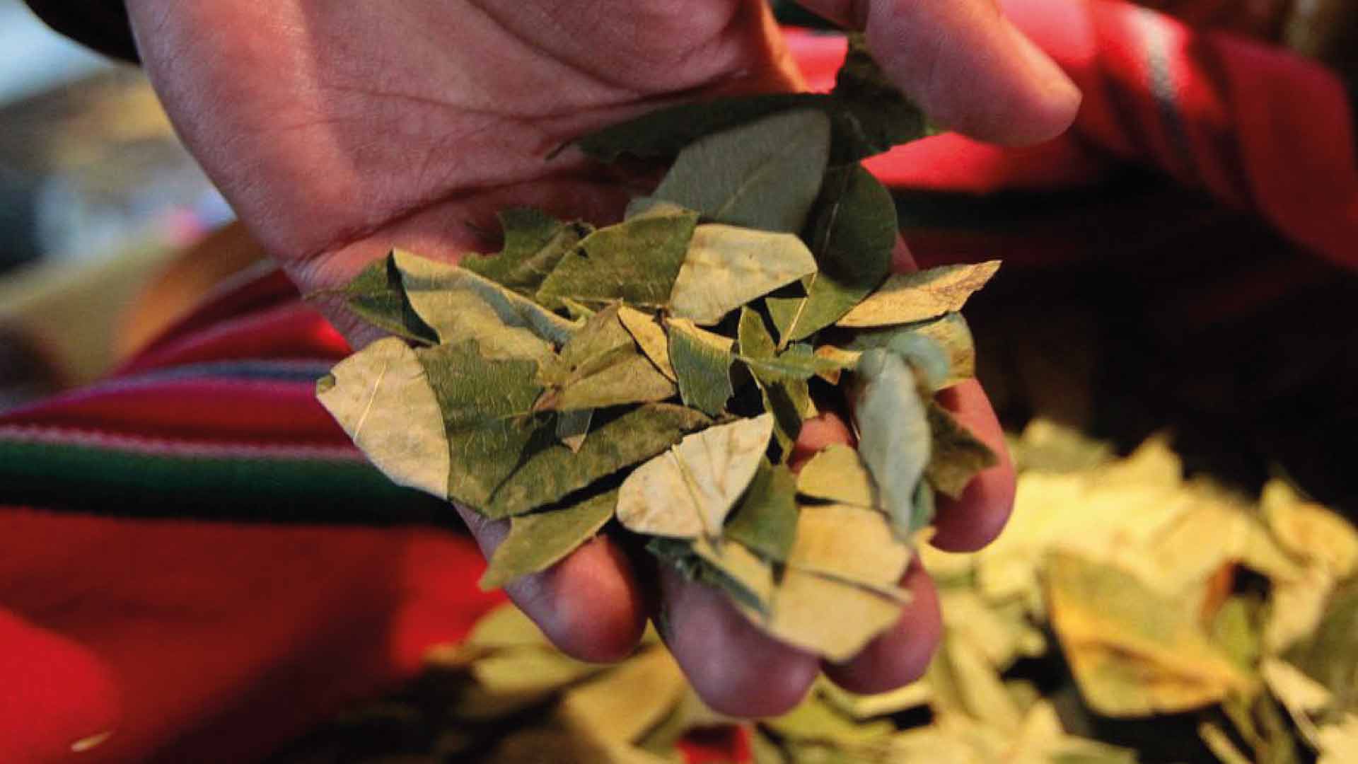 Hoja de la Coca