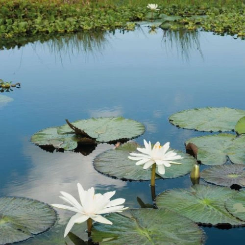 Exploración privada en la Amazonía, una travesía exclusiva por la selva peruana rodeada de naturaleza y biodiversidad.