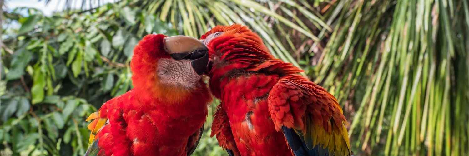 Descubre las maravillas de Perú entre la selva y las montañas en un viaje inolvidable lleno de naturaleza y cultura.