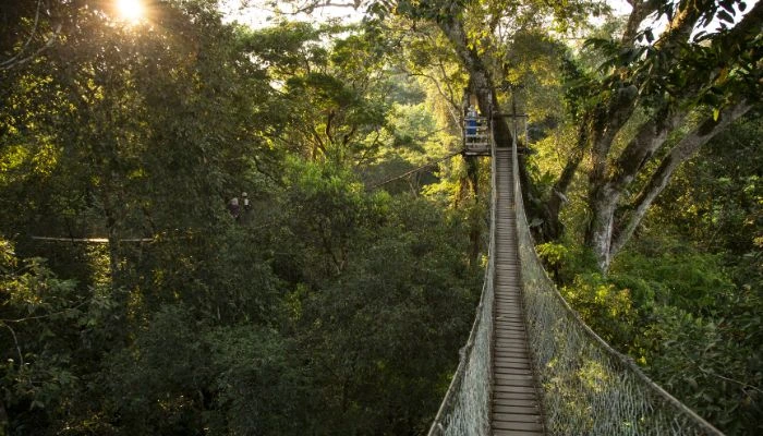 Canopy en la selva amazónica, una aventura en las alturas entre la exuberante naturaleza.