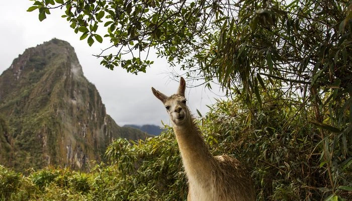 Exploración de la flora y fauna en los alrededores de Machu Picchu, descubriendo la biodiversidad única de la región.